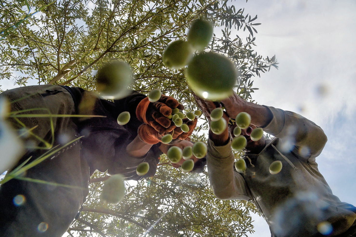 Harvesting Season in Messinia: A Behind-the-Scenes Look